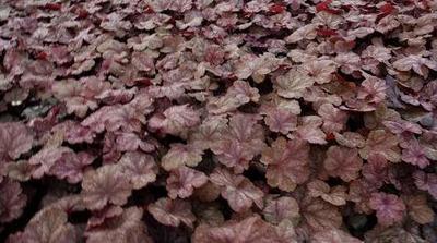 Heuchera hybr. 'Beaujolais'®