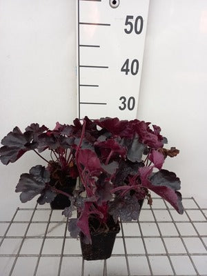 Heuchera hybr. 'Black Forest Cake'