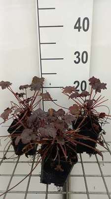 Heuchera hybr. 'Binoche'®