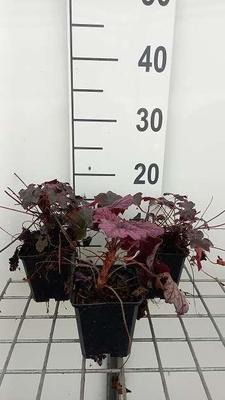 Heuchera hybr. 'Blackout'®