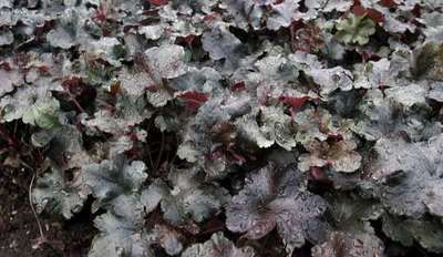 Heuchera hybr. 'Black Pearl'®