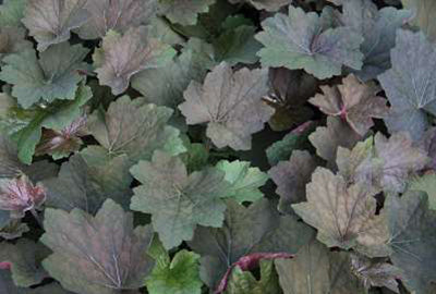 Heuchera hybr. 'Brownies'®