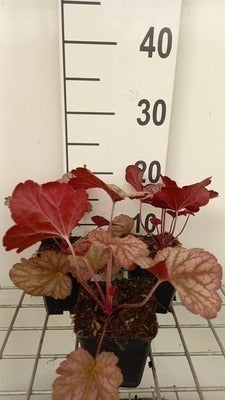Heuchera hybr. 'Berry Smoothie'®