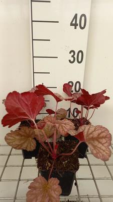 Heuchera hybr. 'Berry Smoothie'®