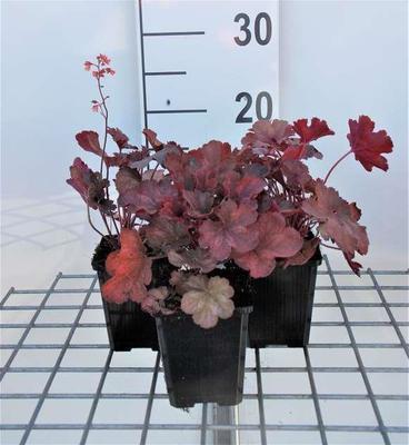 Heuchera hybr. 'Cherry Cola'®