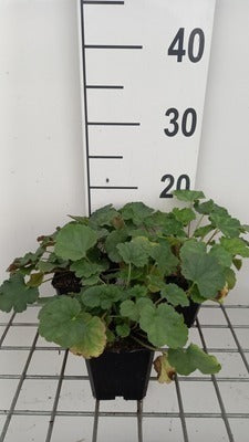 Heuchera sang. 'Coral Petite'