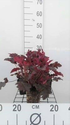Heuchera hybr. 'Chocolate Ruffles'®