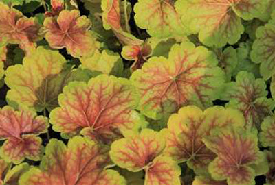 Heuchera hybr. 'Delta Dawn'®