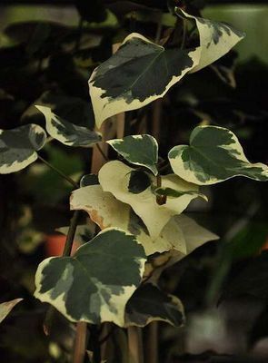 Hedera colch. 'Dentata Variegata'