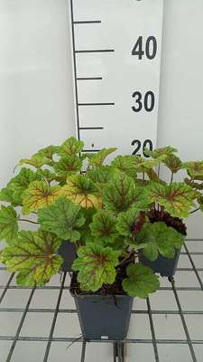 Heuchera hybr. 'Electra'®