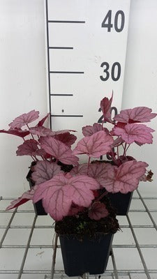 Heuchera hybr. 'Georgia Plum'