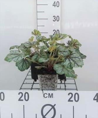 Heuchera hybr. 'Green Spice'