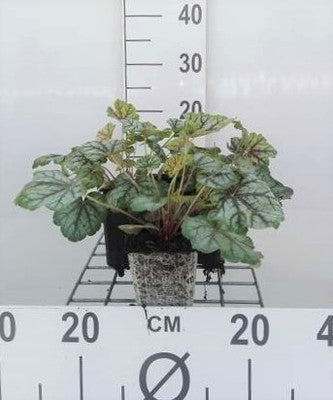 Heuchera hybr. 'Green Spice'