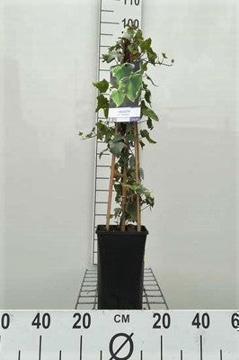 Hedera helix 'Glacier'