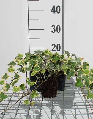 Hedera helix 'Goldchild'