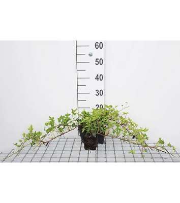 Hedera helix 'Green Ripple'