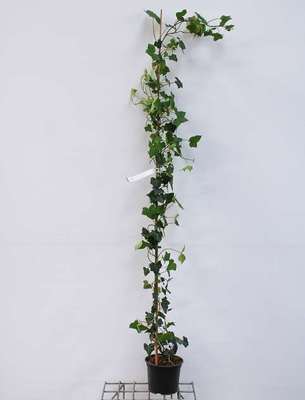 Hedera hibernica