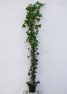 Hedera hibernica
