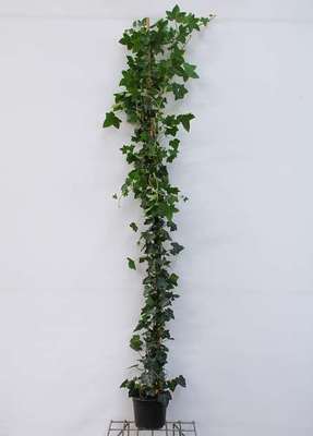 Hedera hibernica
