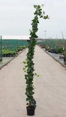 Hedera hibernica