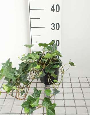 Hedera hibernica