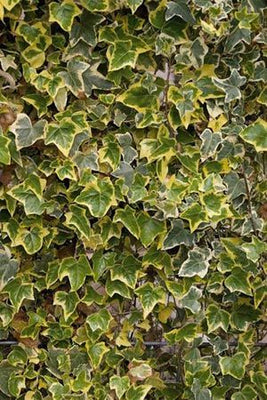 Hedera helix 'Marg. Elegantissima'