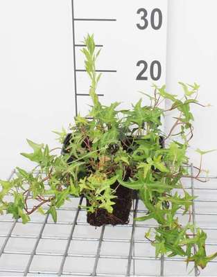 Hedera helix 'Sagittifolia'