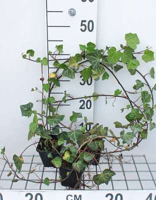 Hedera helix 'Woerner'