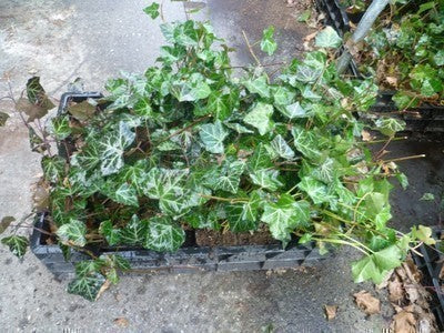 Hedera helix 'Woerner'