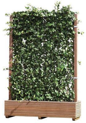 Hedera helix 'Woerner'