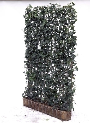 Hedera helix 'Woerner'