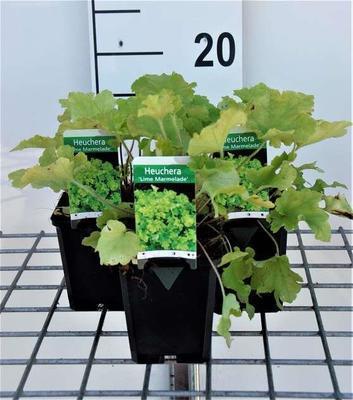 Heuchera hybr. 'Lime Marmalade'®