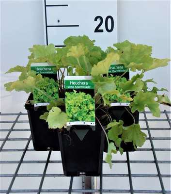 Heuchera hybr. 'Lime Marmalade'®