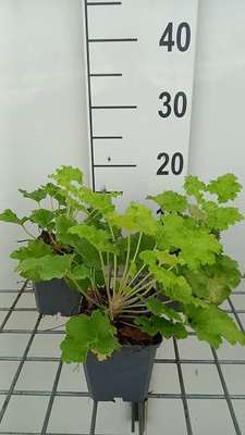Heuchera hybr. 'Lime Rickey'®