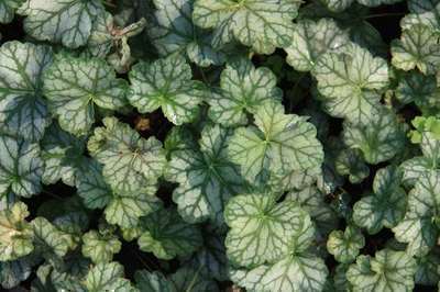 Heuchera hybr. 'Mint Frost'®