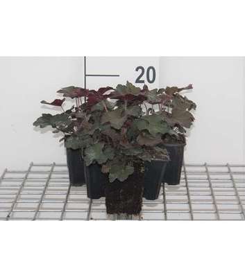 Heuchera mic. 'Palace Purple'