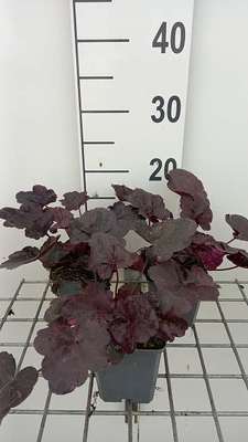Heuchera hybr. 'Midnight Rose'®