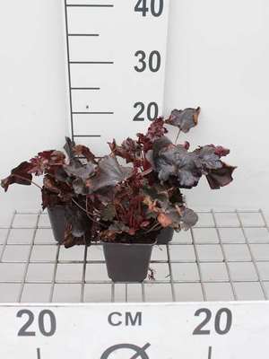 Heuchera hybr. 'Obsidian'®