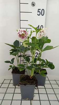 Helleborus or. 'Double Ellen Pink'