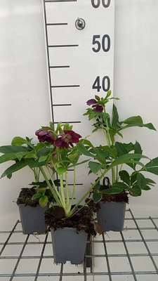 Helleborus or. 'Double Ellen Purple'