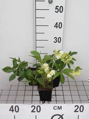 Helleborus or. 'Double Ellen White'