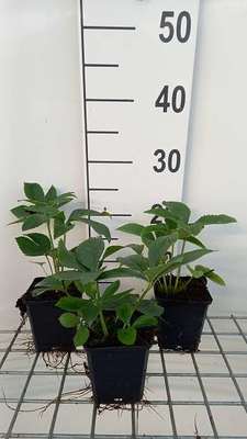 Helleborus or. 'Green'