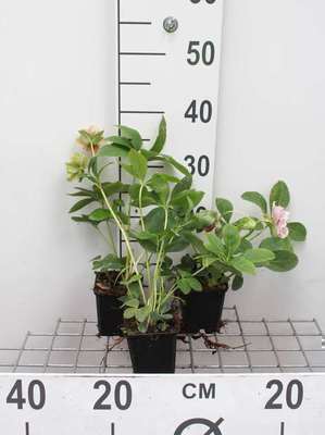 Helleborus or. 'Pretty Ellen Pink''
