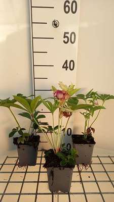 Helleborus or. 'Pretty Ellen Red'