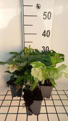Helleborus or. 'Pretty Ellen Spotted'