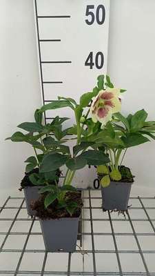 Helleborus or. 'Pretty Ellen White Spotted'