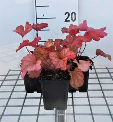 Heuchera hybr. 'Paprika'®