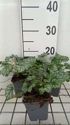 Heuchera hybr. 'Paris'®