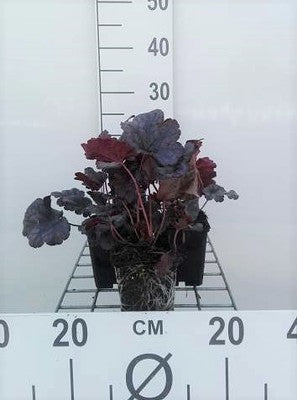 Heuchera hybr. 'Plum Pudding'®
