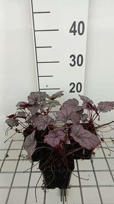 Heuchera hybr. 'Plum Royale'
